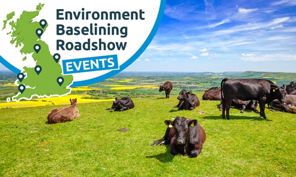 Beef cattle on a sunny hilltop.